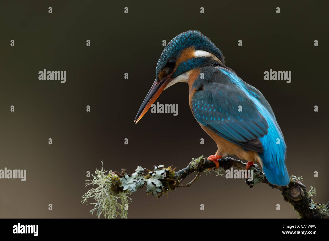 Kingfisher (Alcedo atthis) Banque D'Images