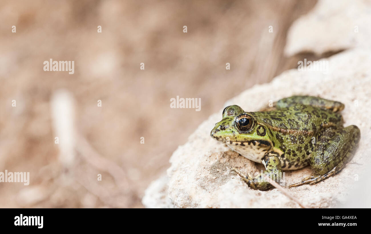 Portrait d'une grenouille rousse prise en espagne Banque D'Images