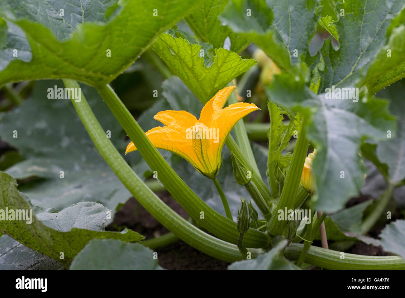 Cucurbita pepo plante et l'horticulture à l'extérieur, dans le jardin potager. Banque D'Images