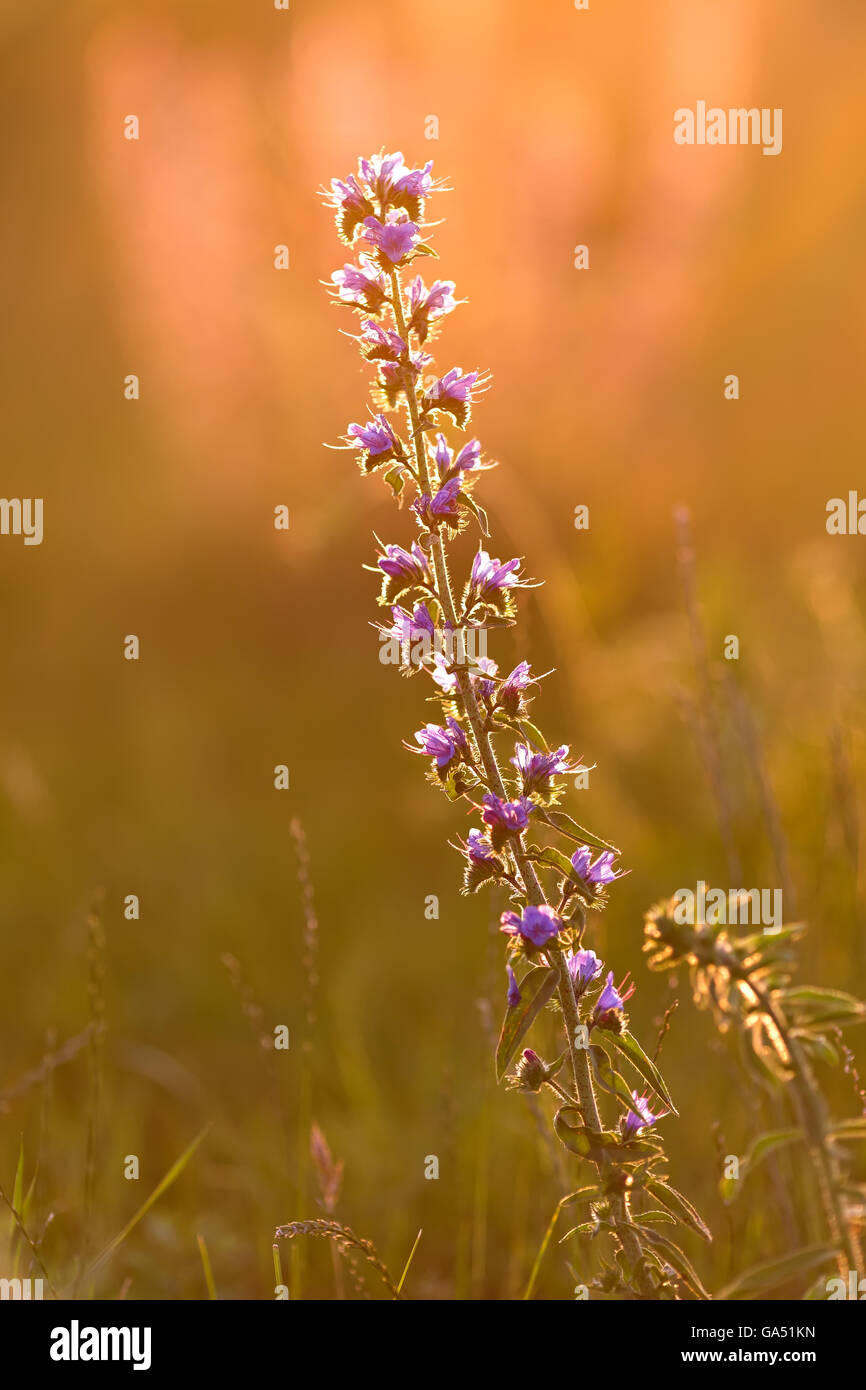 Seule fleur pourpre sur la prairie de la lumière au coucher du soleil Banque D'Images