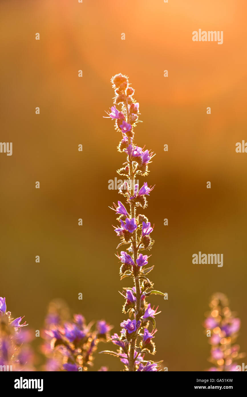 Fleurs violettes sur la prairie de la lumière au coucher du soleil Banque D'Images