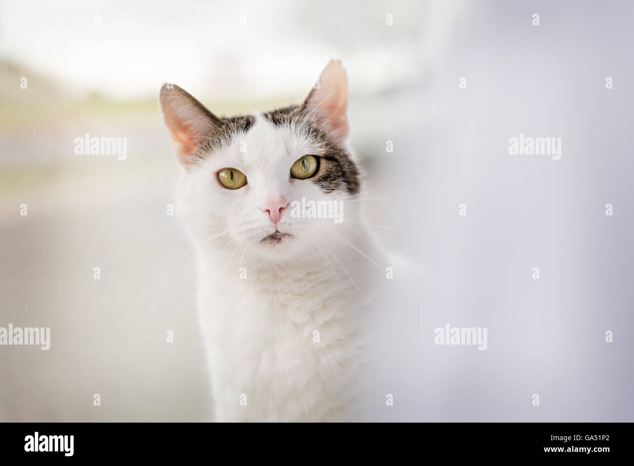 Cute kitty assis près de la fenêtre, derrière le rideau Banque D'Images