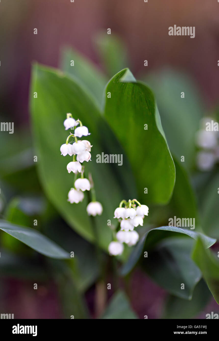 Le muguet dans la forêt en croissance Banque D'Images