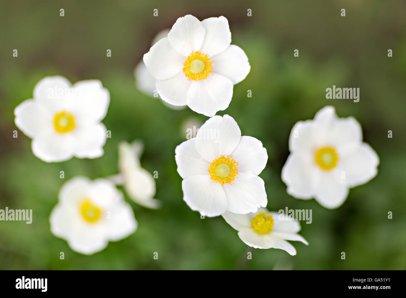 Photo de fleurs blanches, vue du dessus Banque D'Images