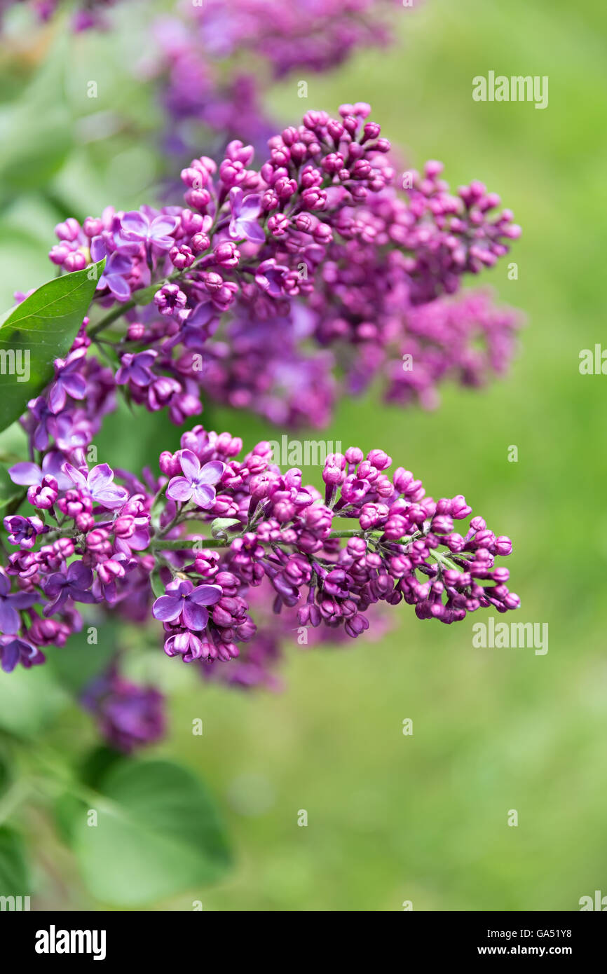 Branches de lilas violet sur fond vert, copy space Banque D'Images