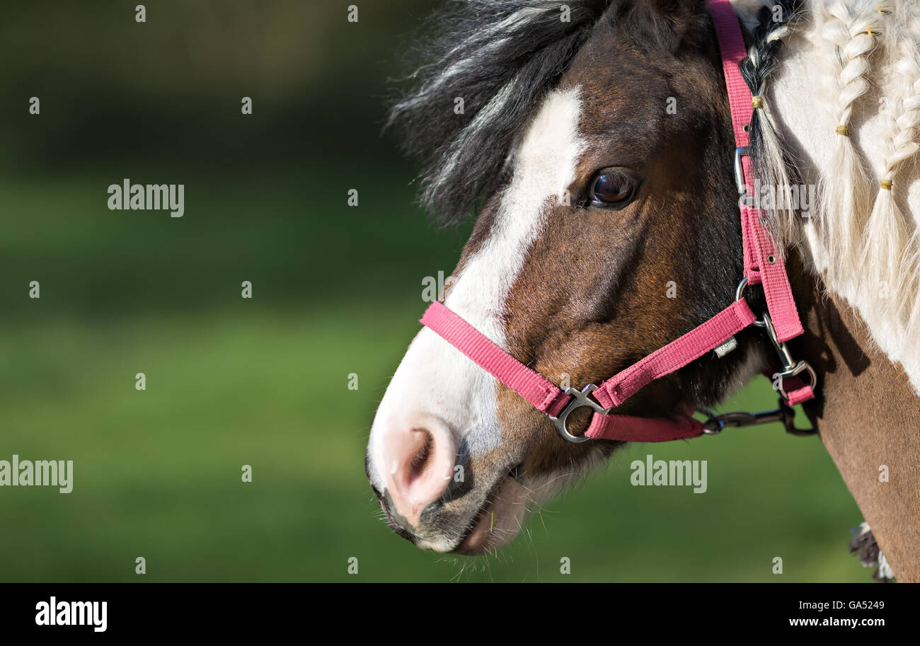 Portrait of cute pony en dos-nu rouge Banque D'Images