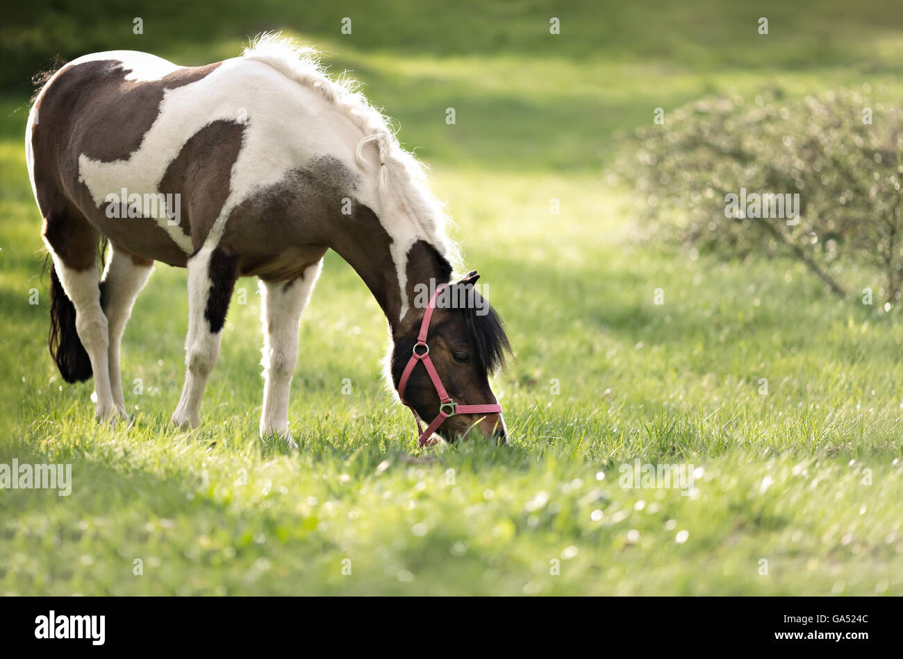 Portrait of cute horse en dos-nu rouge Banque D'Images