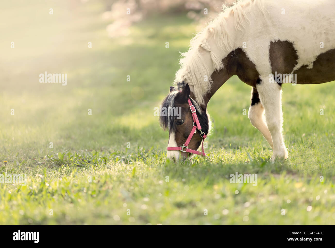 Portrait de beau cheval en rouge petit Banque D'Images