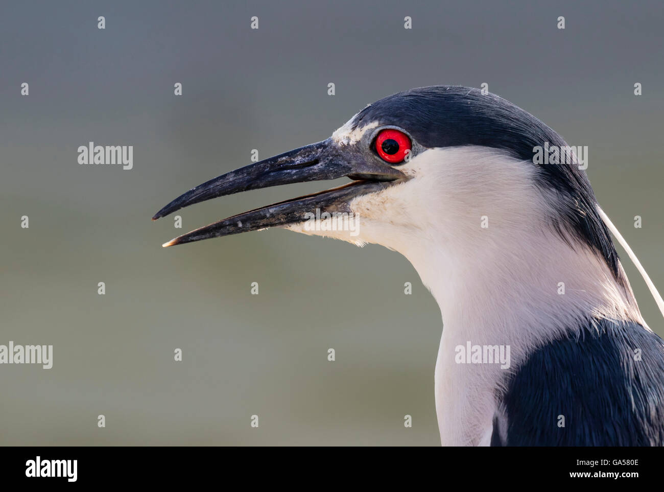 Bihoreau gris (Nycticorax nycticorax) portrait, Galveston, Texas, États-Unis Banque D'Images