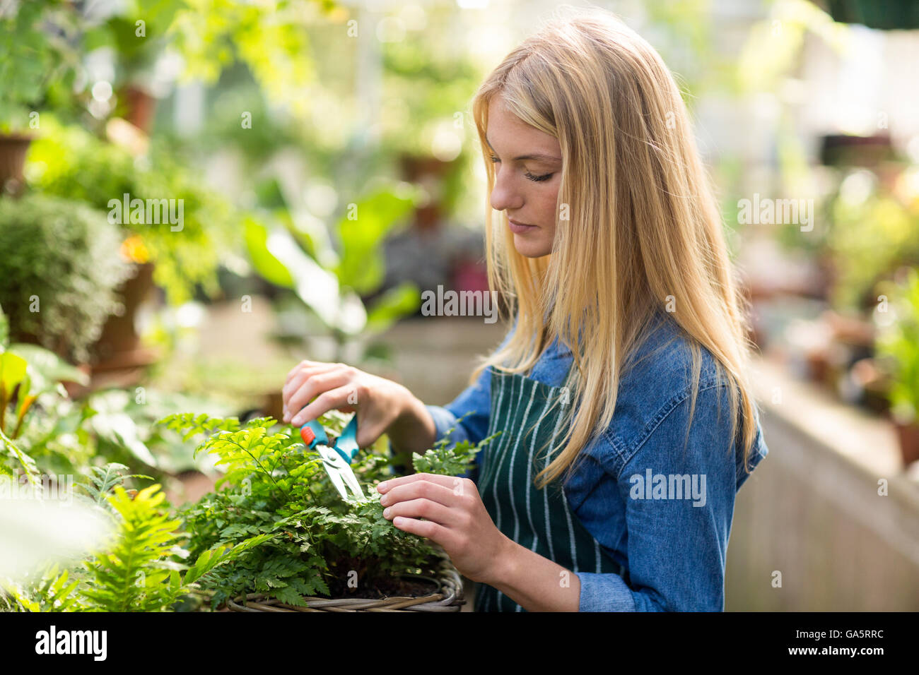 Les gaz à effets de l'élagage jardinier femelle Banque D'Images