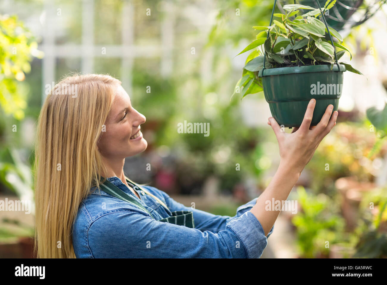 Woman hanging plante en pot à des émissions Banque D'Images