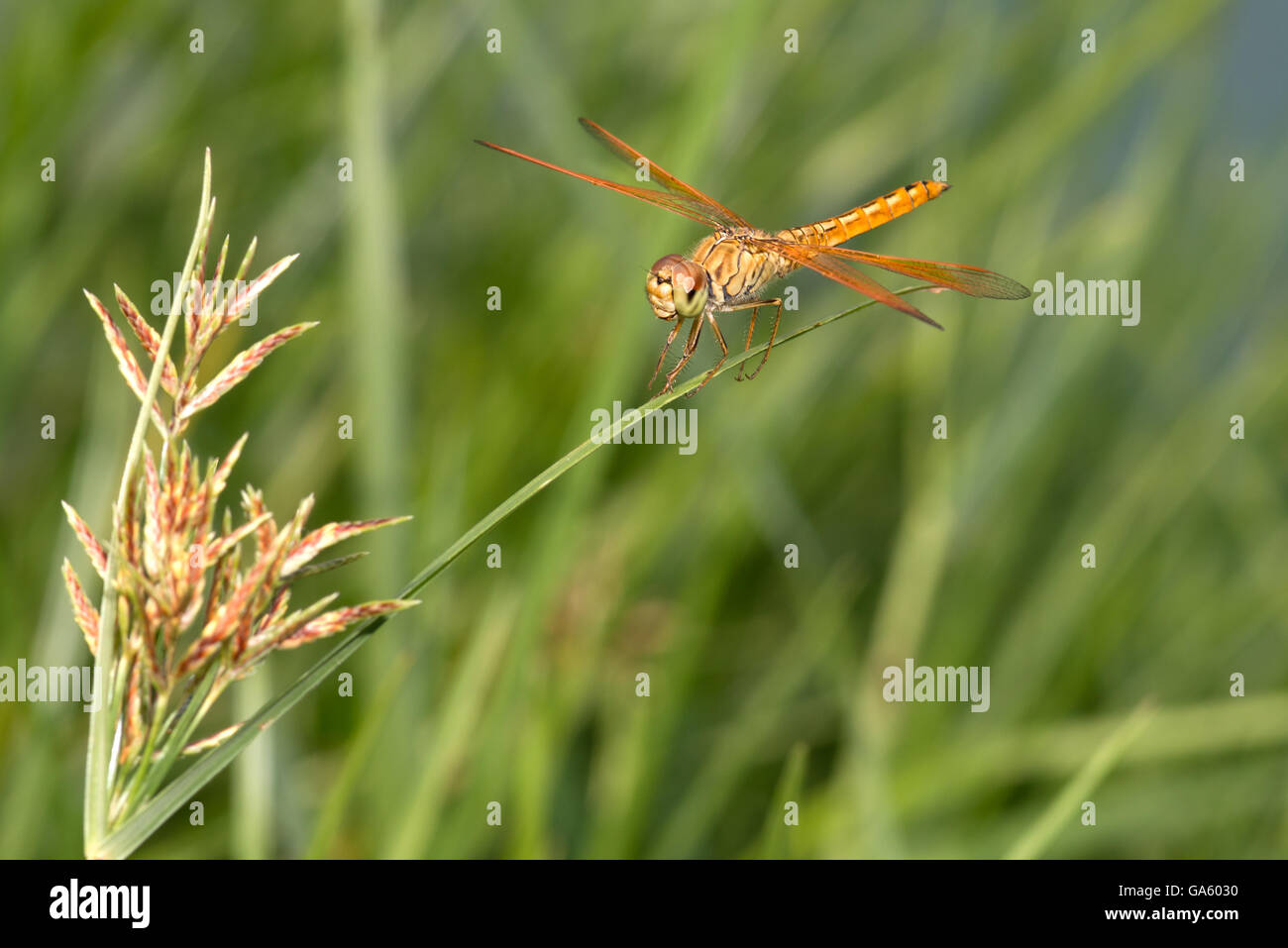 Libellule perchée sur une des feuilles de l'herbe verte Banque D'Images
