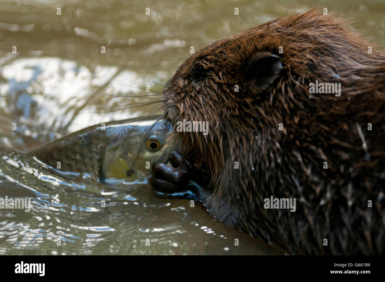 Castor européen et mulet, Rosenheim, Bavière, Allemagne, Europe / (Castor fiber), (Squalius cephalus) Banque D'Images