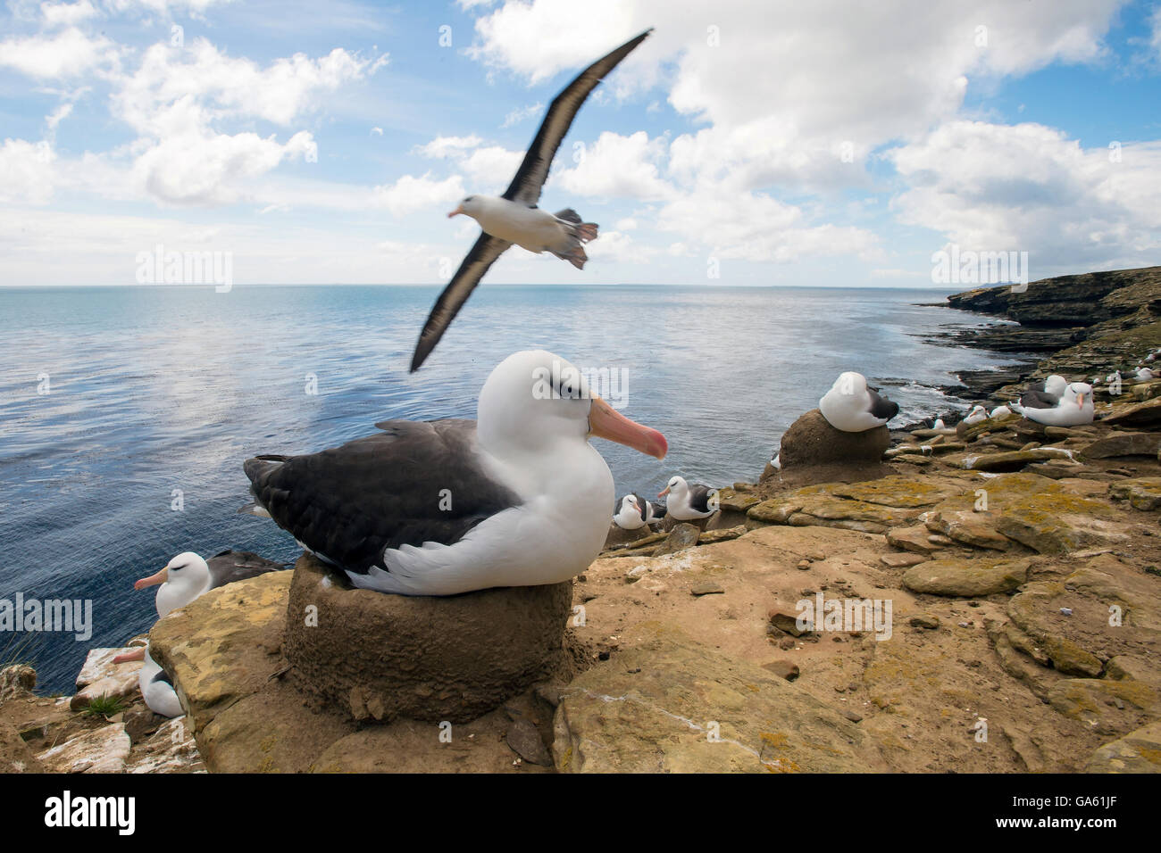 Albatros à sourcils noirs, Saunders Island, Îles Falkland / (Thalassarche melanophris) Banque D'Images