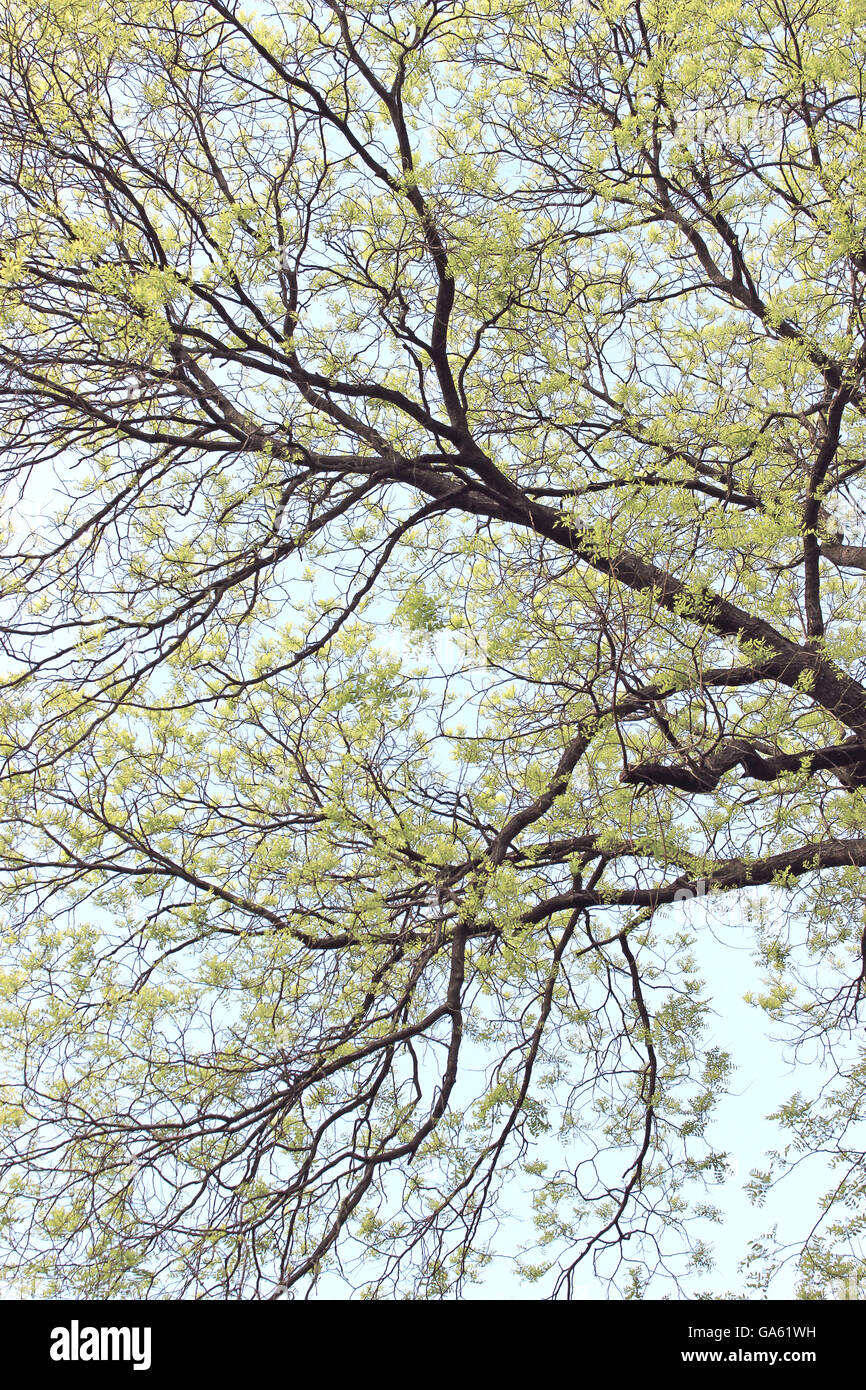 Branche d'arbre avec la feuille sur fond de ciel bleu Banque D'Images