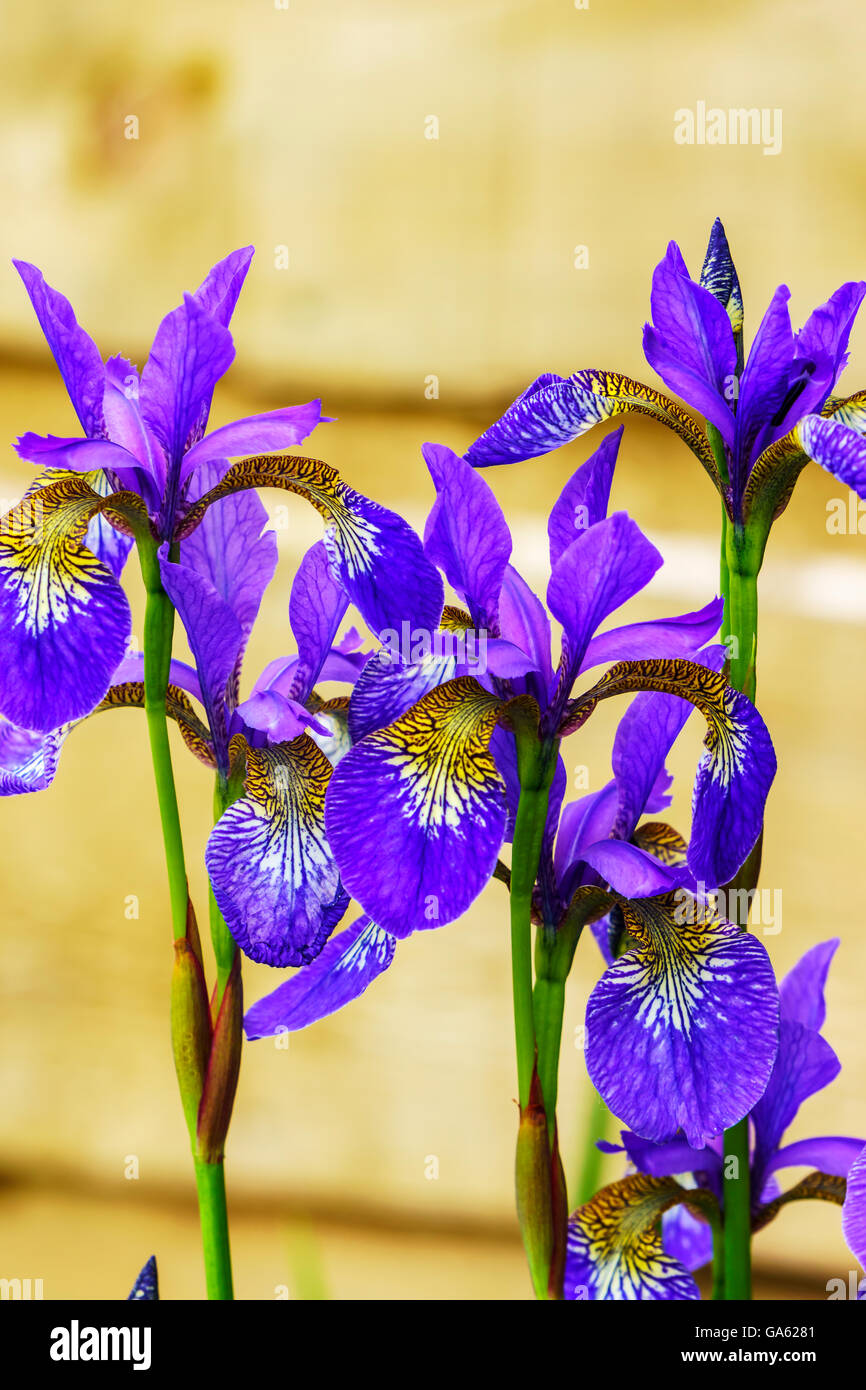 Tall blue iris fleurs dans un jardin de près. Banque D'Images