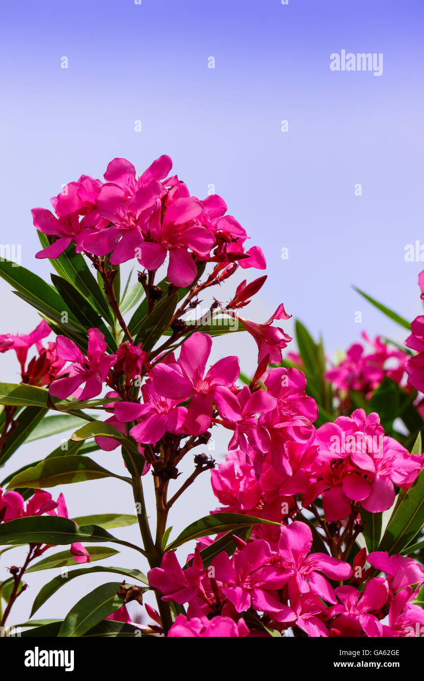 Fleurs de lauriers roses. Banque D'Images
