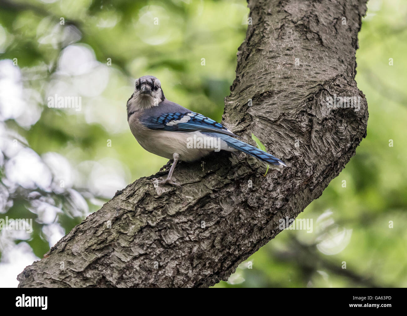 Le geai bleu, Cyanocitta cristata est une espèce de passereau de la famille des corvidés, originaire d'Amérique du Nord Banque D'Images
