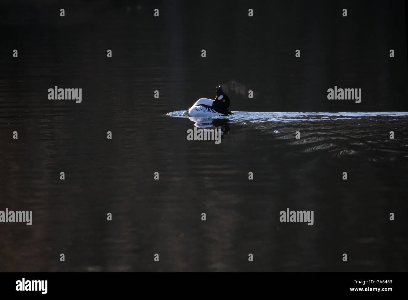 Le Garrot à œil d'or (Bucephala clangula) au début du printemps dans la région de Moscou, Russie Banque D'Images