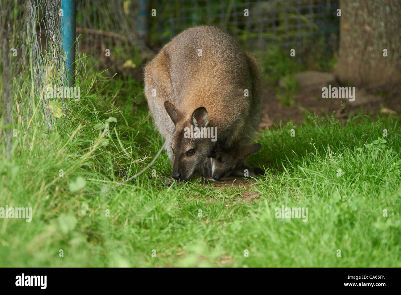 Bébé Wallaby dans la poche Banque D'Images