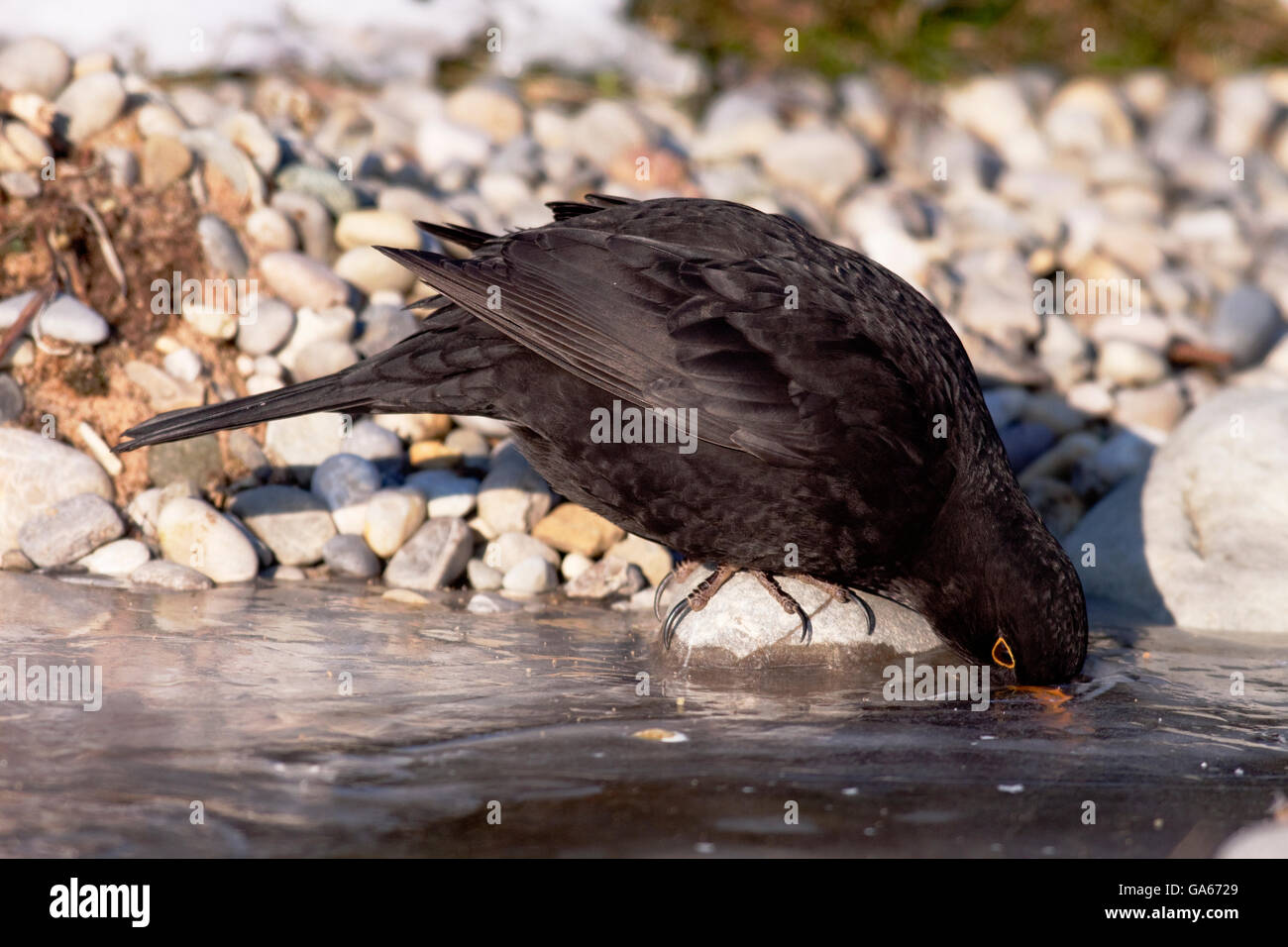 Merle noir (Turdus merula) d'Hommes buvant dans le trou dans la glace d'eau gelée - bavière/Allemagne Banque D'Images
