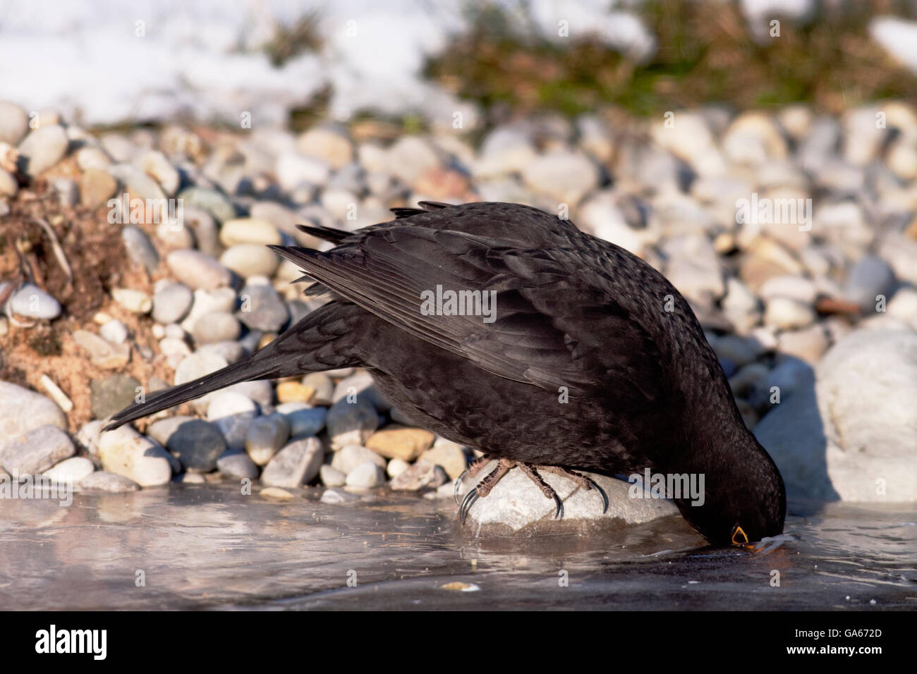Merle noir (Turdus merula) d'Hommes buvant dans le trou dans la glace d'eau gelée - bavière/Allemagne Banque D'Images