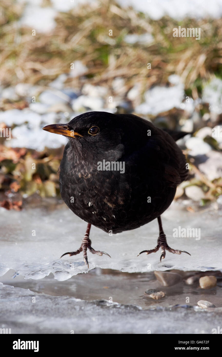 Merle noir (Turdus merula) masculin se tient devant le trou de la glace dans un ruisseau gelé - bavière/Allemagne Banque D'Images