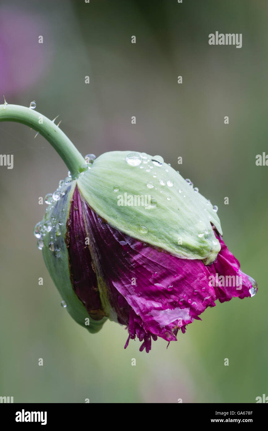 Ouverture pommelé pluie bourgeon d'une forme pourpre du pavot à opium, Papaver somniferum Banque D'Images