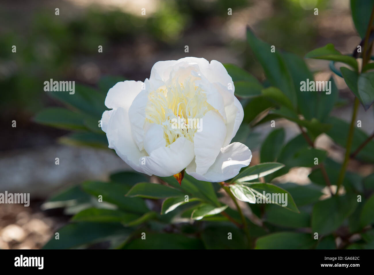 Pivoine blanche Duchesse de Nemours capitule dans un jardin Banque D'Images