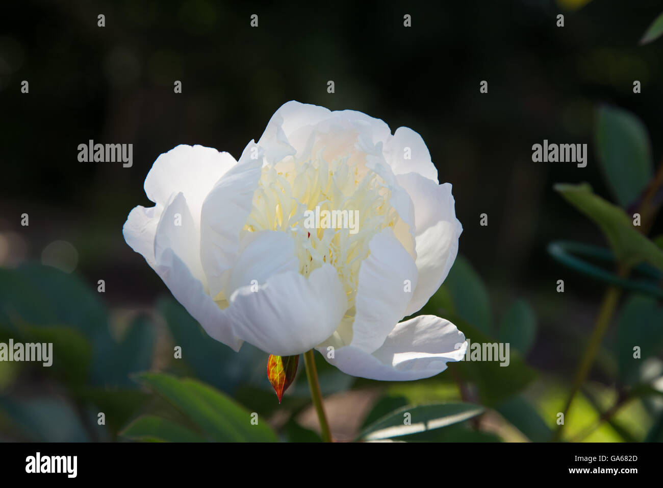 Pivoine blanche Duchesse de Nemours capitule dans un jardin Banque D'Images