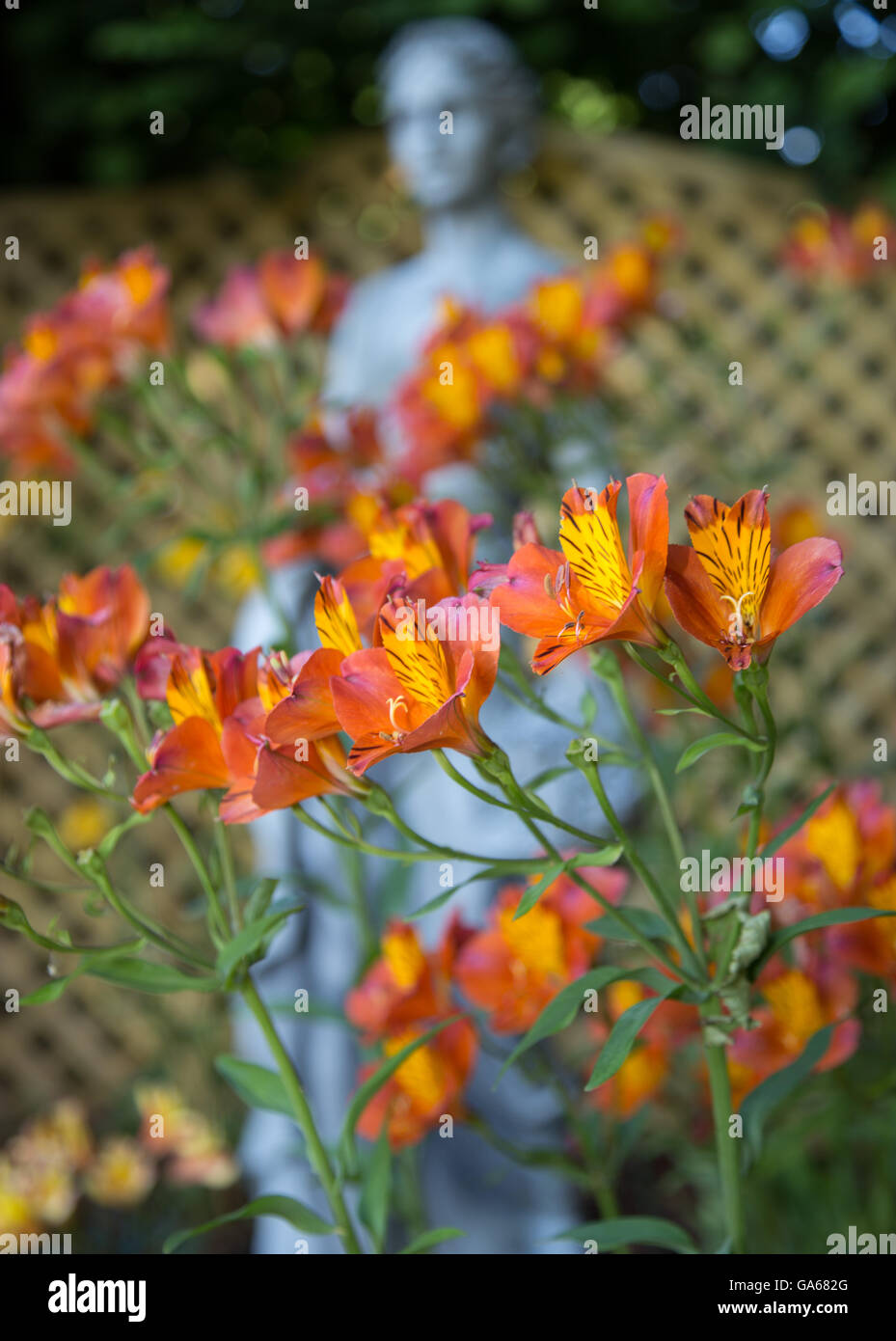 L'Alstroemeria, communément appelé le lis péruviens ou lis des Incas, est un genre de plantes à fleurs famille Alstroemeriaceae. Banque D'Images