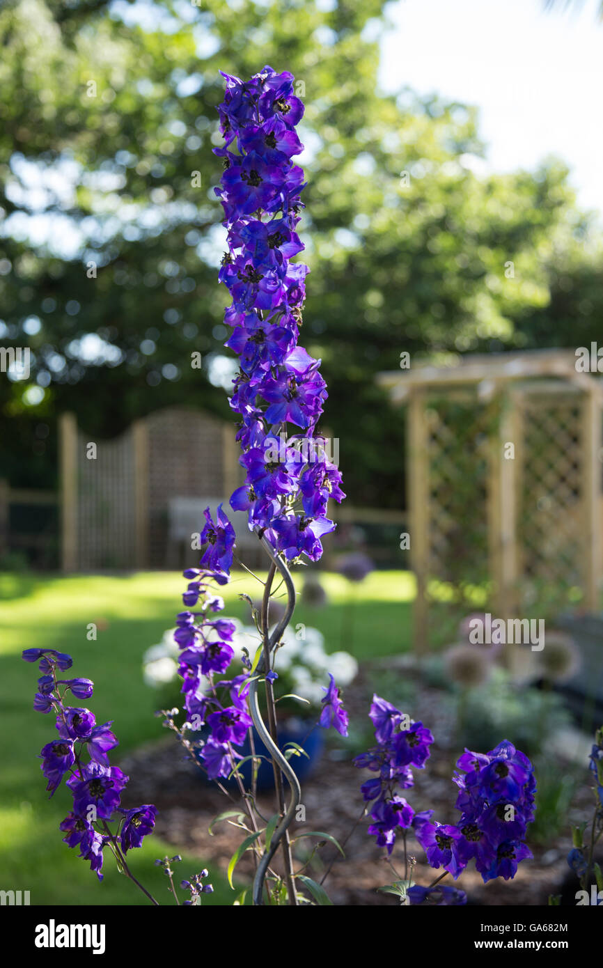 Black Knight (Delphinium pacific giant hybride) en pleine floraison dans un jardin DEvon Banque D'Images