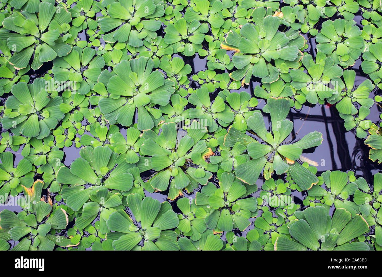 Le Chou de l'eau plantes vert texture background Banque D'Images