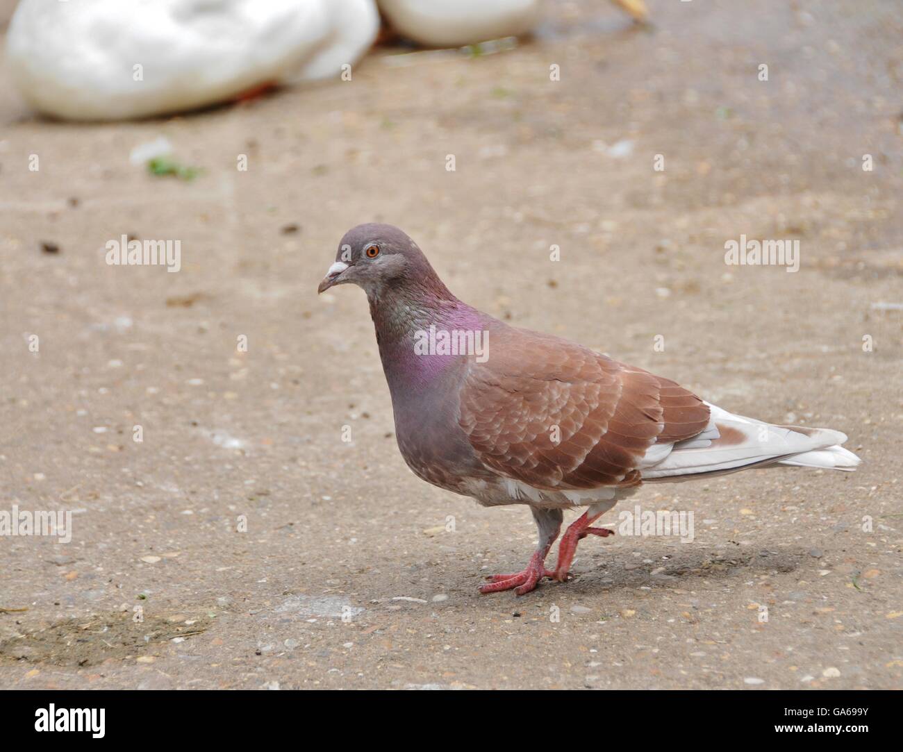 Un pigeon marron Photo Stock Alamy