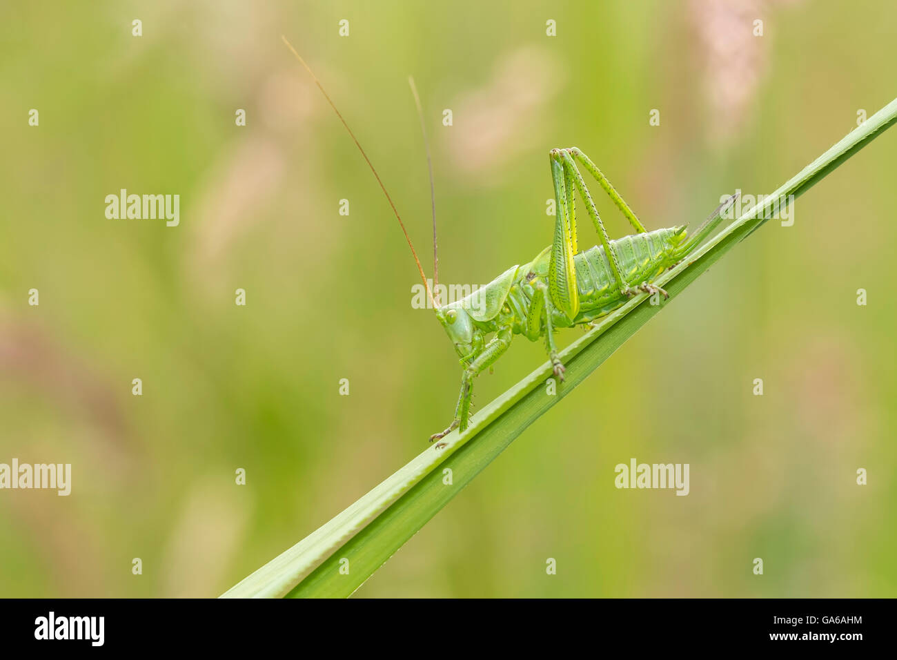 Macro close-up d'un grand Green Bush-cricket, Tettigonia viridissima. Banque D'Images