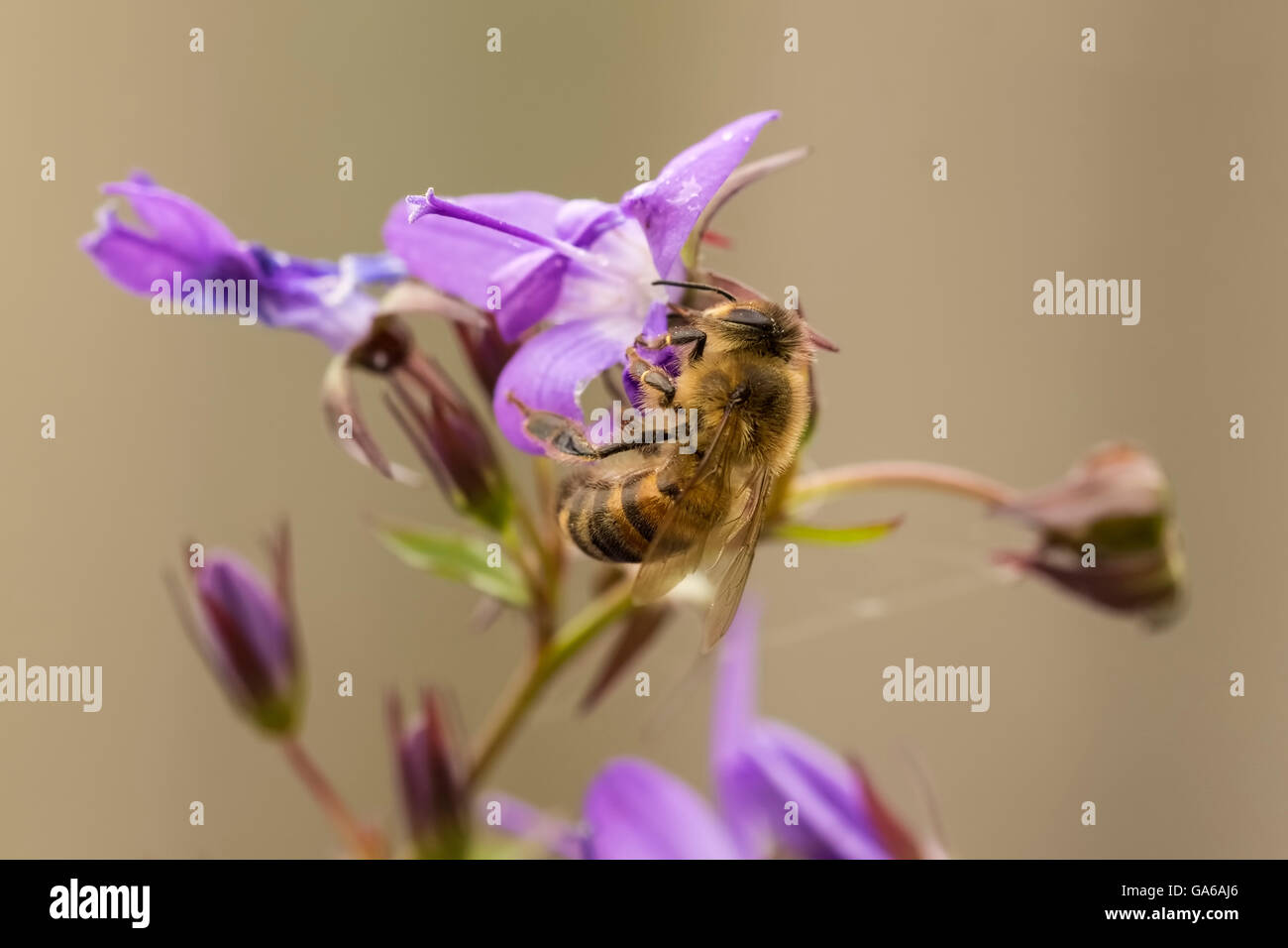 Libre de'abeille à miel ou l'abeille européenne (Apis mellifera) se nourrissant de nectar des fleurs pourpre bellflower Campanula Banque D'Images
