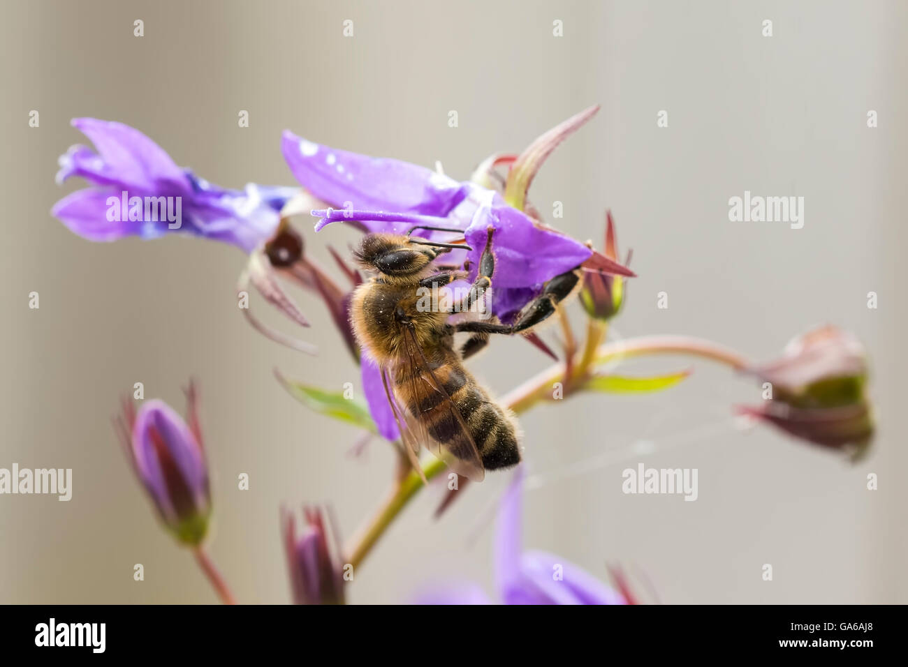 Libre de'abeille à miel ou l'abeille européenne (Apis mellifera) se nourrissant de nectar des fleurs pourpre bellflower Campanula Banque D'Images