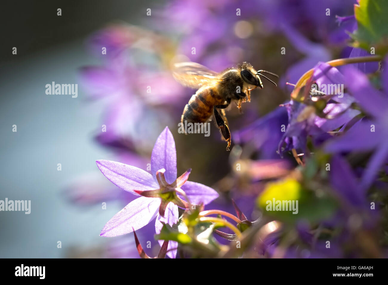 Libre de'abeille à miel ou l'abeille européenne (Apis mellifera) se nourrissant de nectar des fleurs pourpre bellflower Campanula Banque D'Images