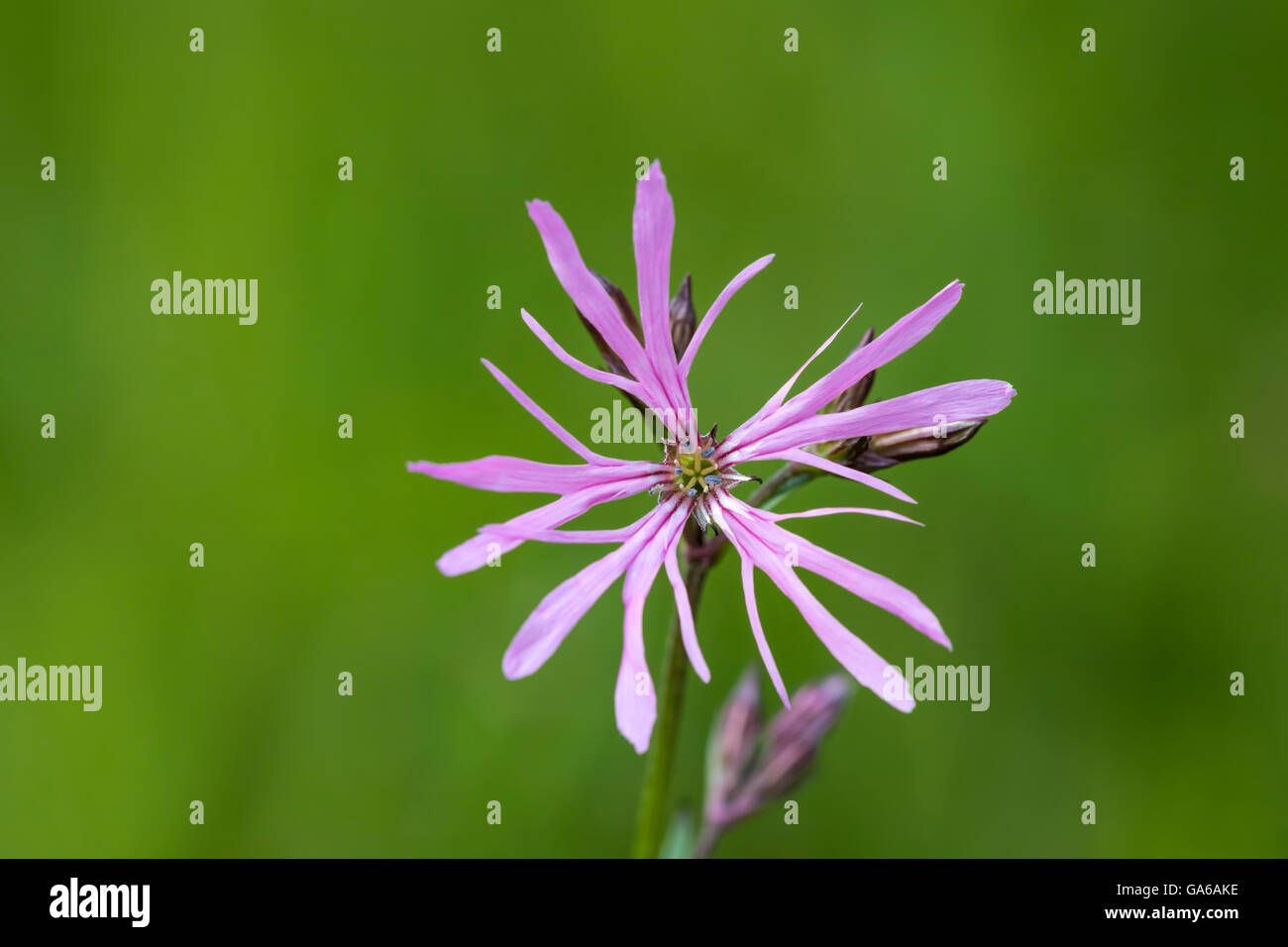 Ragged-Robin fleurs, Lychnis flos-cuculi, dans un pré en fleurs avec des couleurs vives et la lumière solaire naturelle. Banque D'Images