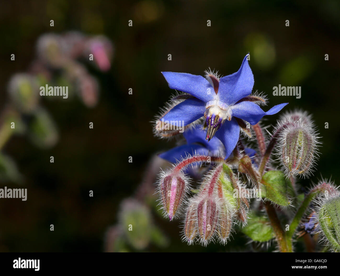 Fleurs de bourrache (Borago officinalis) sur fond sombre Banque D'Images
