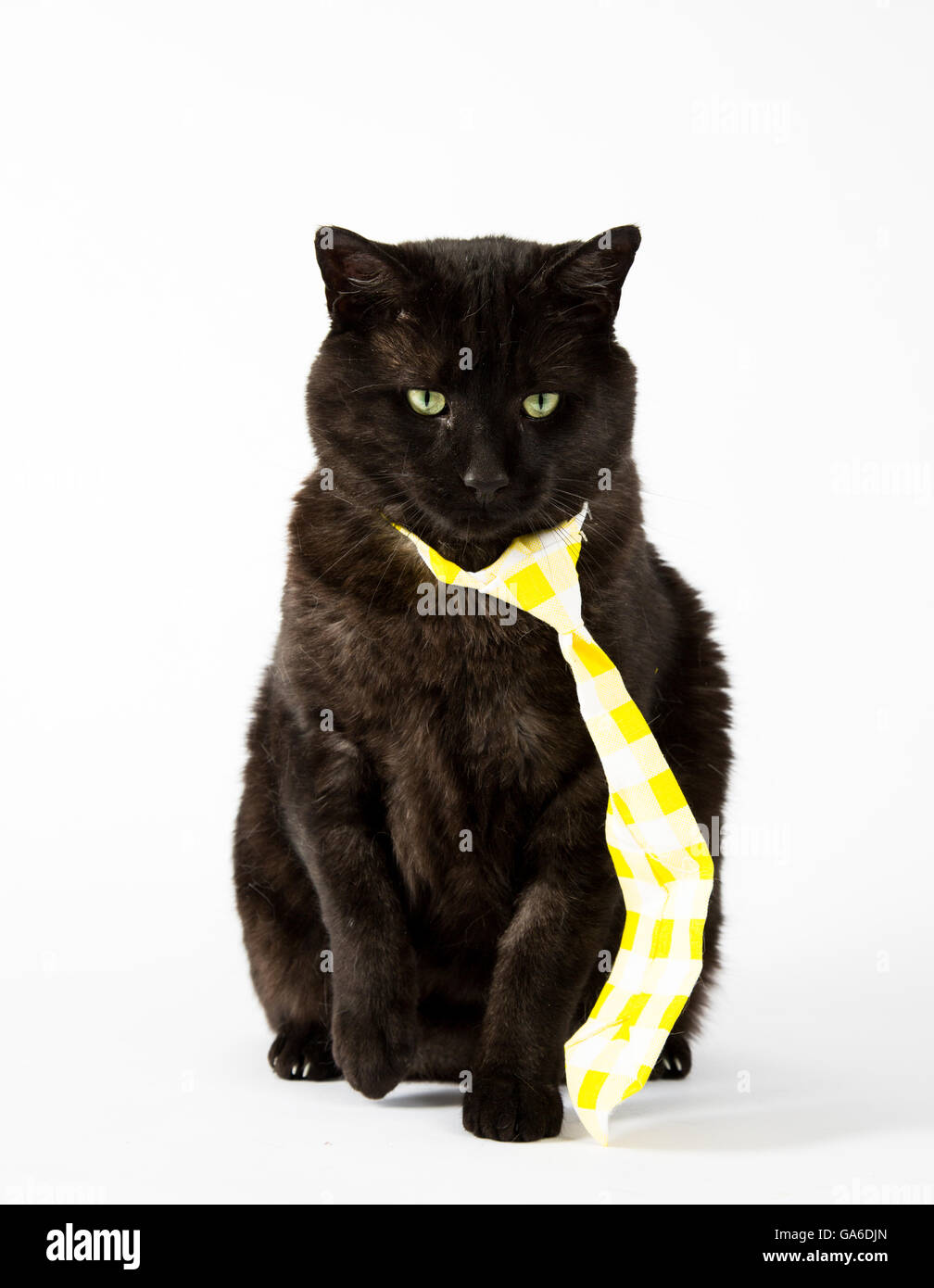 Un chat noir à cravate jaune sur un fond blanc Photo Stock - Alamy