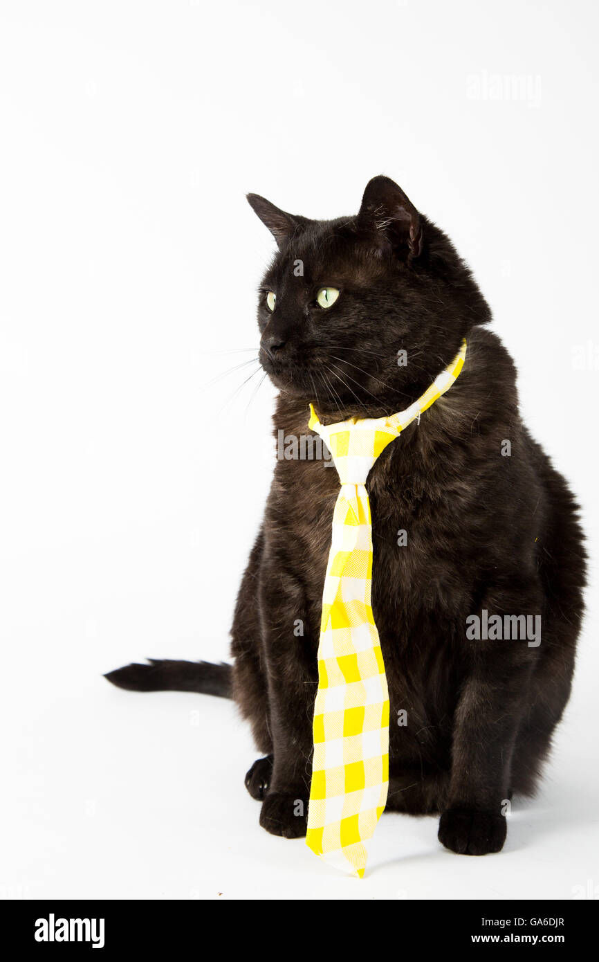 Un chat noir à cravate jaune sur un fond blanc. Banque D'Images