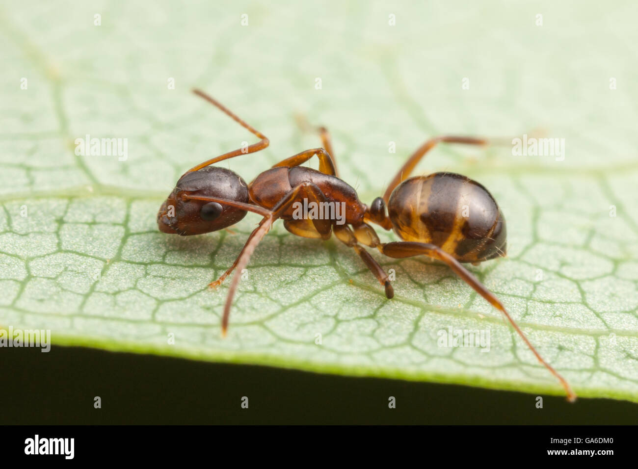 Une fourmi Camponotus (fourrages) subbarbatus sur la surface d'une feuille. Banque D'Images