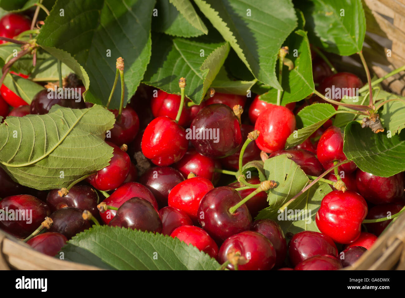 Panier de cerises Banque D'Images