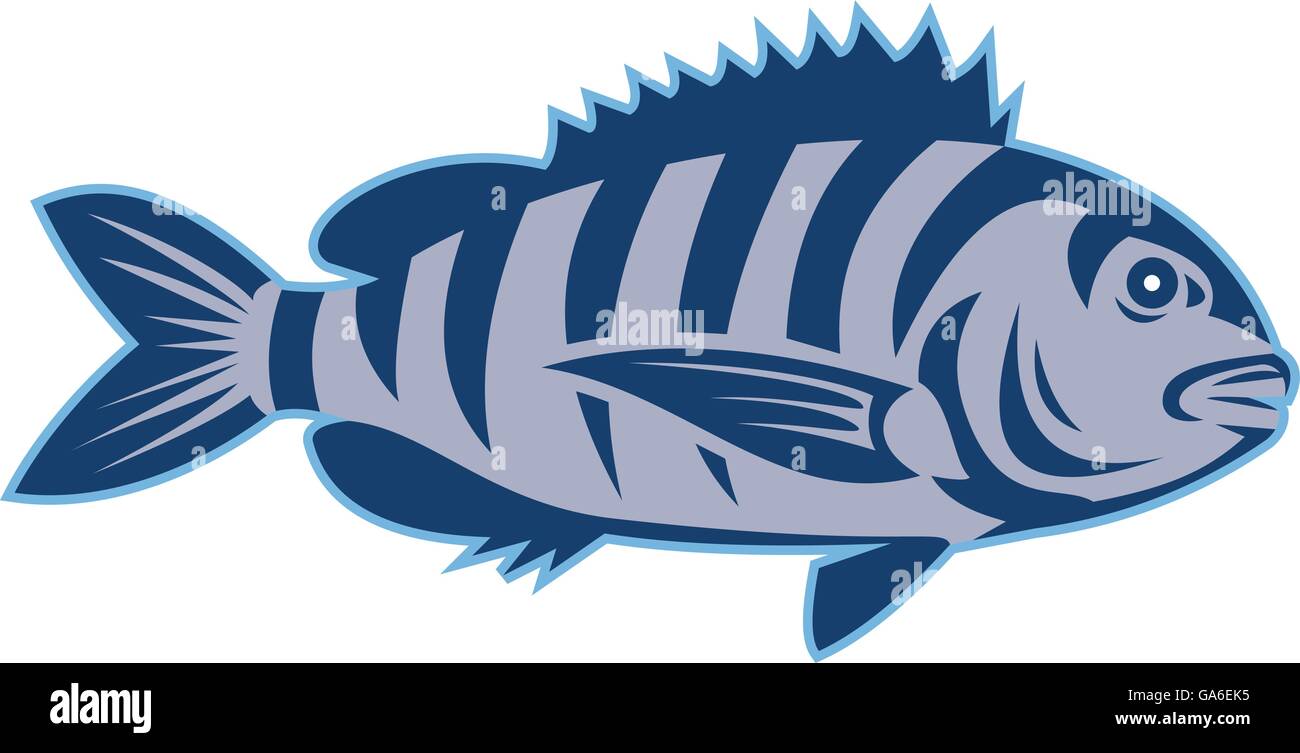 Illustration d'un sheepshead (Archosargus probatocephalus) un poisson marin vu de côté situé sur fond blanc isolé fait en style rétro. Illustration de Vecteur
