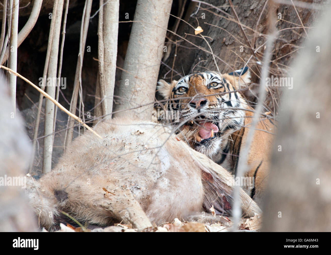 L'image de Tiger ( Panthera tigris ) T39, Noor a été prise à Ranthambore, Inde Banque D'Images