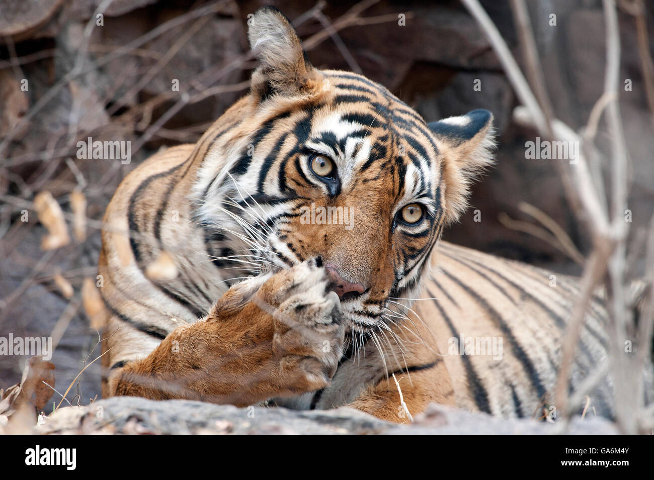 L'image de Tiger ( Panthera tigris ) T39, Noor a été prise à Ranthambore, Inde Banque D'Images