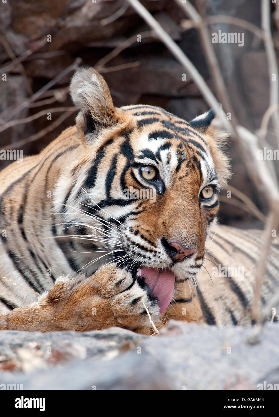 L'image de Tiger ( Panthera tigris ) T39, Noor a été prise à Ranthambore, Inde Banque D'Images