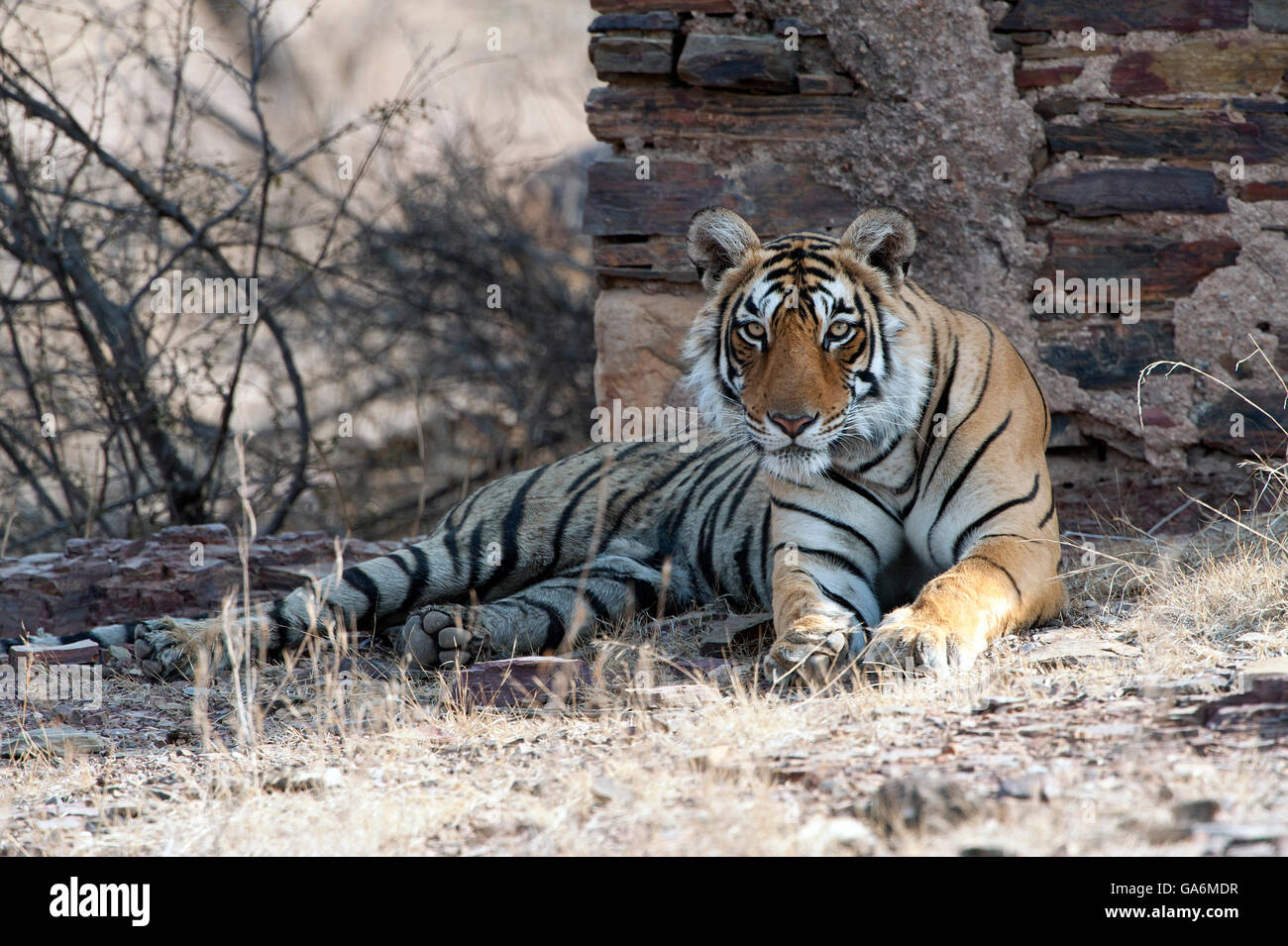 L'image de Tiger ( Panthera tigris ) T84, le sagittaire a été prise à Ranthambore, Inde Banque D'Images