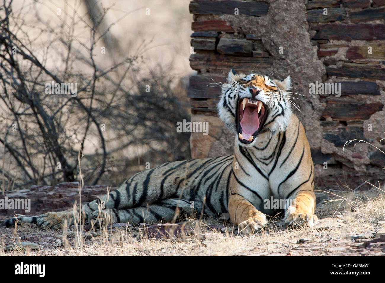 L'image de Tiger ( Panthera tigris ) T84, le sagittaire a été prise à Ranthambore, Inde Banque D'Images